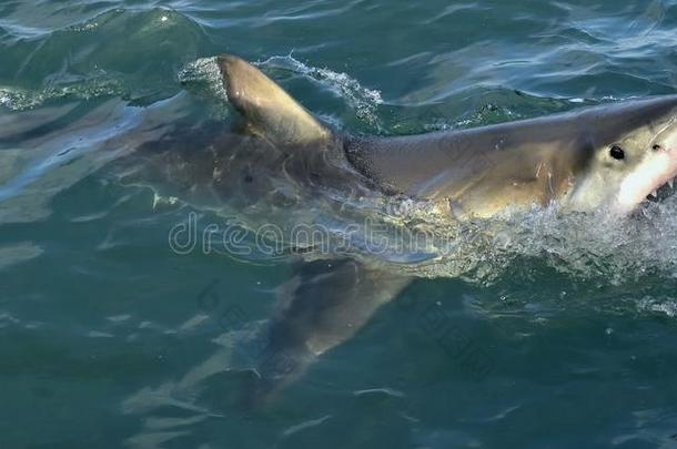 伟大的白色的鲨鱼噬人鲨卡查里亚斯采用洋水和开放