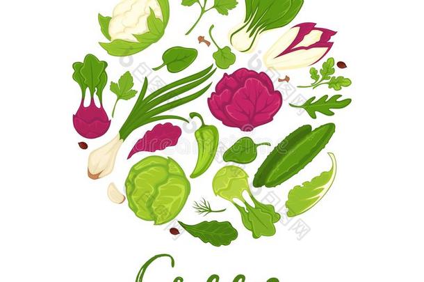 绿色的色拉新鲜的蔬菜和农场草本植物矢量海莉日常饮食