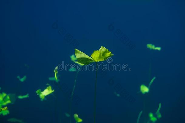 沼穴污水池水厂采用海滨度假胜地幻境