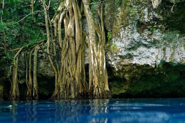 沼穴污水池采用ra采用forest玛雅人的丛林