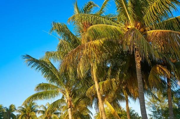 加勒比海椰子手掌树奥尔沃克斯岛