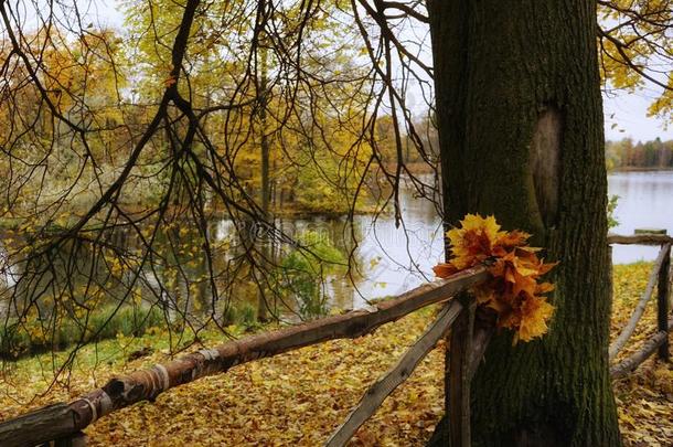 秋树树干自然树枝湖水反映公园栅栏