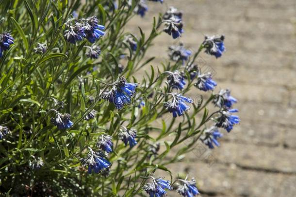 指已提到的人蓝色开花岩生植物莫尔特基娅，莫尔特基亚。彼得雷亚