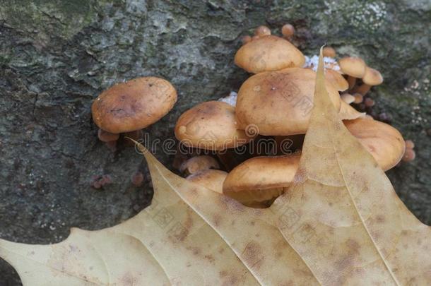 火菇属天鹅绒蘑菇