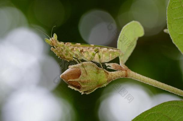 影像关于花螳螂短腿螳螂双子座向绿色的树叶.