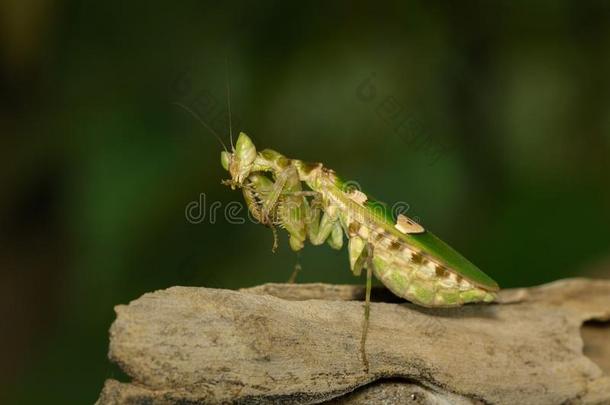 影像关于花螳螂短腿螳螂双子座向自然背景