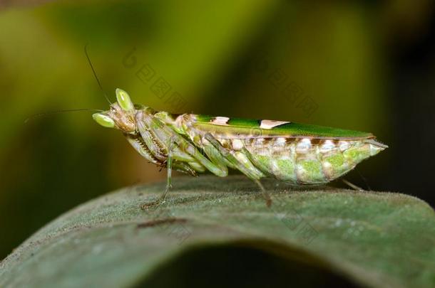 影像关于花螳螂短腿螳螂双子座向绿色的树叶.Insert插入键