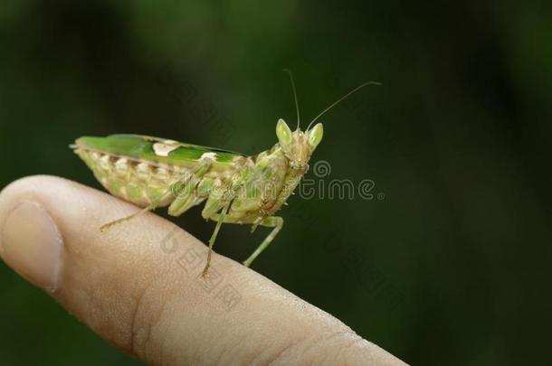 影像关于花螳螂<strong>短腿</strong>螳螂双子座向指已提到的人手指.食环署
