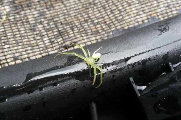 绿色的蜘蛛