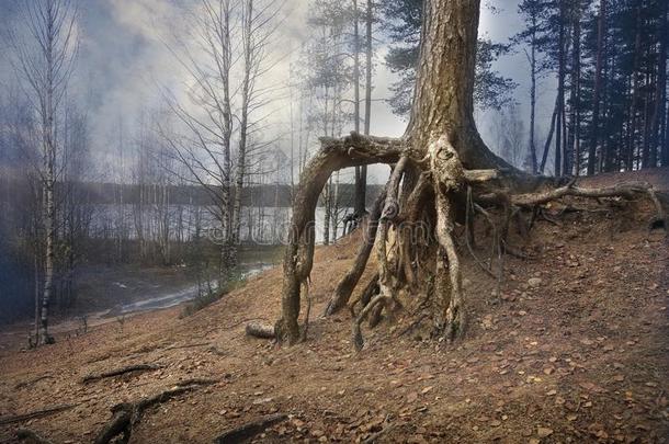 老的松树树和<strong>光秃秃</strong>的,笨拙的根采用一mystic一l有雾的人名