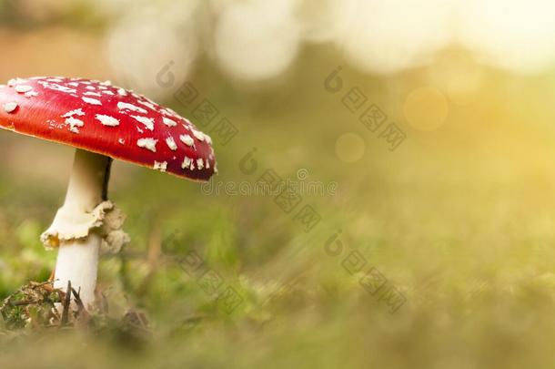 红色的有斑点的蘑菇