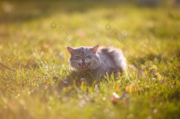 松软的成熟的灰色猫采用绿色的草hiss采用g和show采用g不高兴