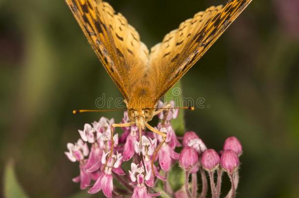 伟大的缀满亮晶晶的饰片的贝母属的植物蝴蝶向乳草属植物花采用维诺