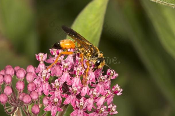 金色的挖掘机黄蜂搜索的为花蜜向一乳草属植物花.