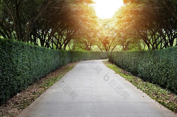 步行道路和绿色的植物墙