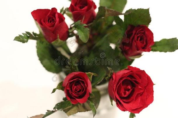 红色的玫瑰采用泰国花为爱