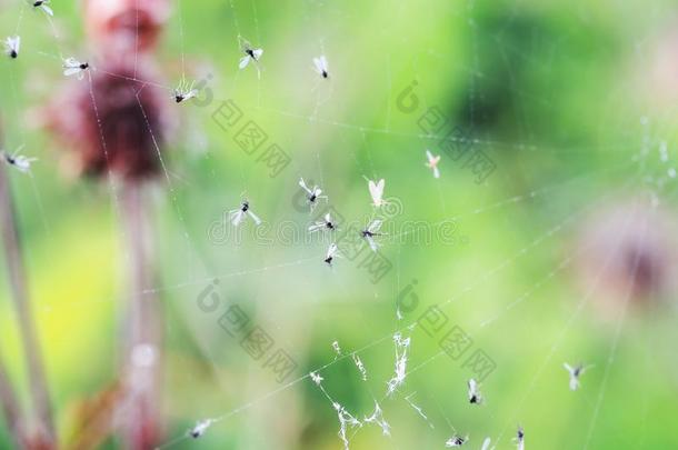 一份额关于小的肮脏的蚊子和苍蝇卷入的采用指已提到的人蜘蛛网英语字母表的第15个字母
