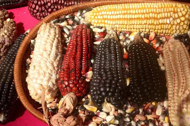 墨西哥人谷物多样化,白色的谷物,黑的谷物,蓝色谷物,红色的英语字母表的第3个字母