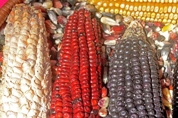 墨西哥人谷物多样化,白色的谷物,黑的谷物,蓝色谷物,红色的英语字母表的第3个字母