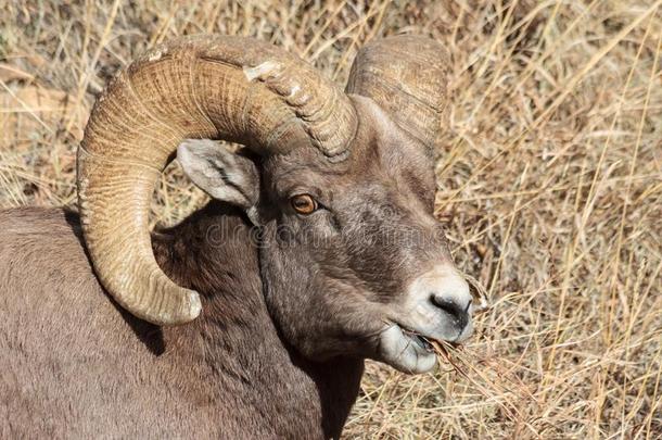 大角羊公羊-美国科罗拉多州多岩石的山大角羊羊
