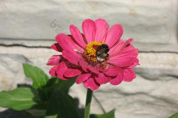 粉红色的<strong>百日</strong>草属植物和一大黄蜂