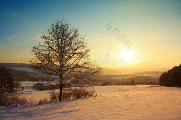 冬日落风景和树.