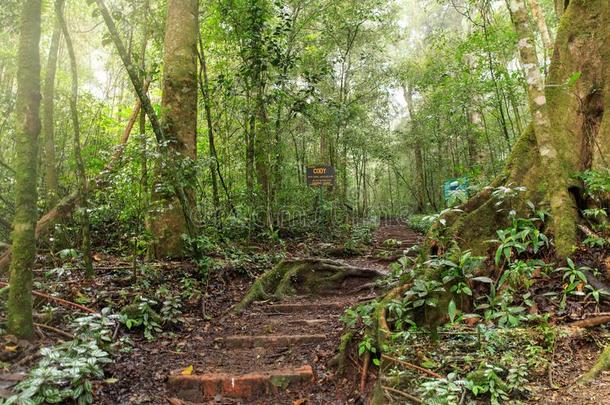 热带雨林黑色混合的热带的森林,尼加拉瓜