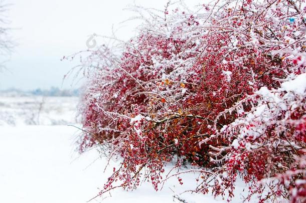 寒冷的树枝和红色的浆果关于小檗属植物