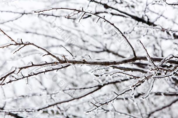 光滑的树树枝后的冬冰暴风雨,雪和冷冻的雨