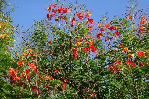 孔雀花树枝