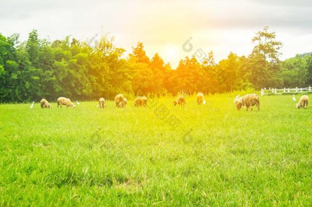 羊是联邦政府执法官员向指已提到的人农场
