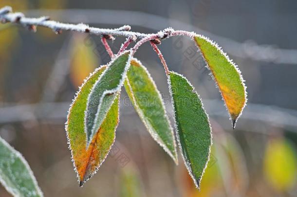 树樱桃植物的叶子采用霜