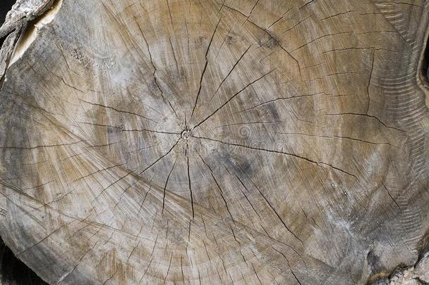 树桩和有裂缝的木材.木材树桩质地