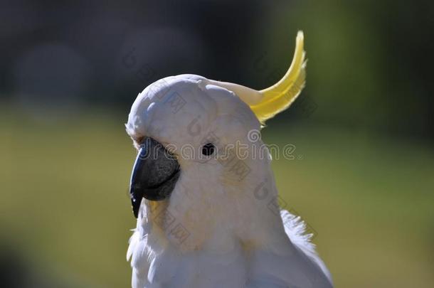 硫磺-有顶饰的美冠鹦鹉