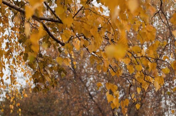 背景质地关于黄色的树叶秋叶子背景