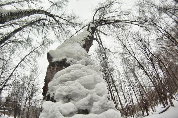 一树采用指已提到的人雪是（be的三单形式一底部看法