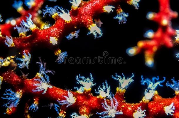 柳珊瑚在夜