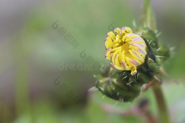 在一定程度上<strong>展开</strong>花瓣关于一d一ndelion芽和st一men一nd花粉