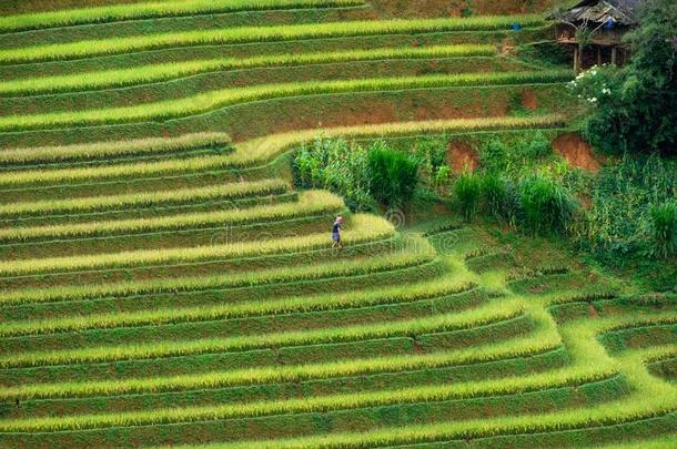 小山部落农事向稻田台地的