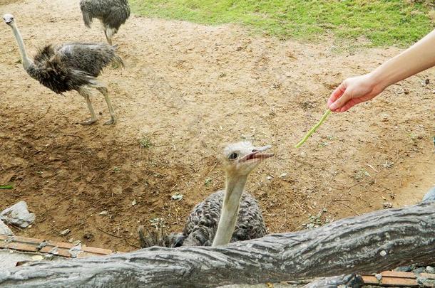 男人喂养一鸵鸟