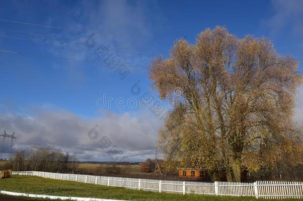 柳树和秋树叶,白色的栅栏和房屋