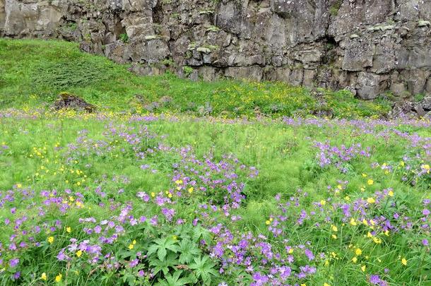 冰岛平弗莱尔国家的公园花2017