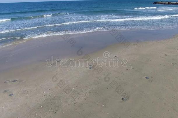 死去的水母向指已提到的人海滩采用波莫里,保加利亚
