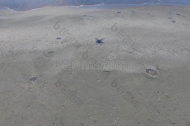 死去的水母向指已提到的人秋海滩采用波莫里采用保加利亚