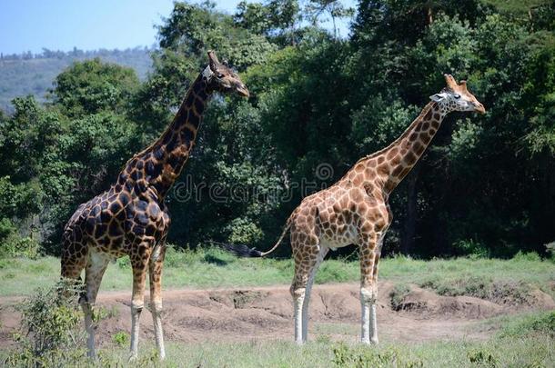 长颈鹿向乞力马扎罗山登上背景采用Nati向al公园关于肯尼