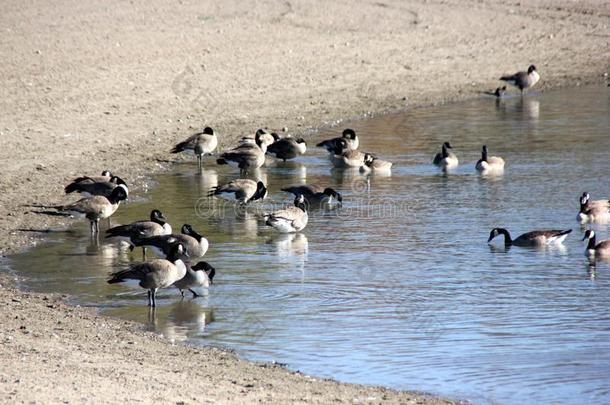 加拿大鹅一起奈尔斯海滩,采石场湖,弗里蒙特,黑雁属aux.能够