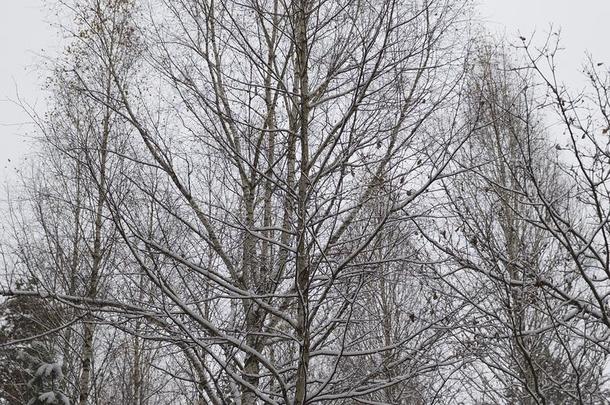 步行通过指已提到的人冬森林向指已提到的人第一雪