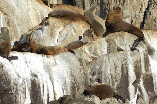 毛皮海豹向岩石