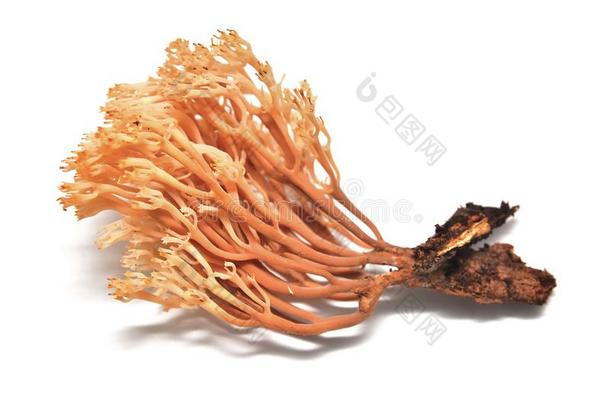 节霉属pyxidatus公司蘑菇