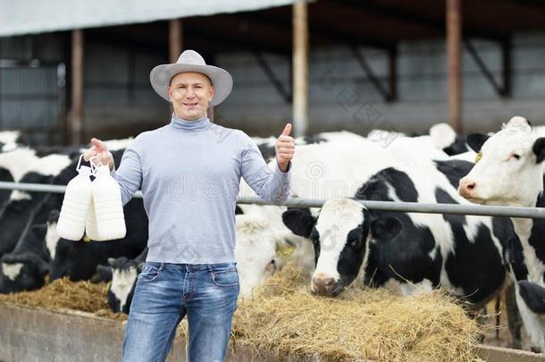 农场主工作的向农场和牛奶场母牛